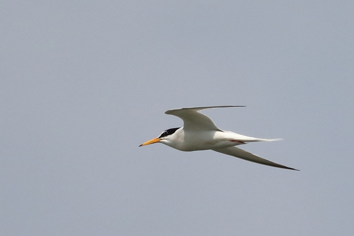 Little Tern - ML642899368