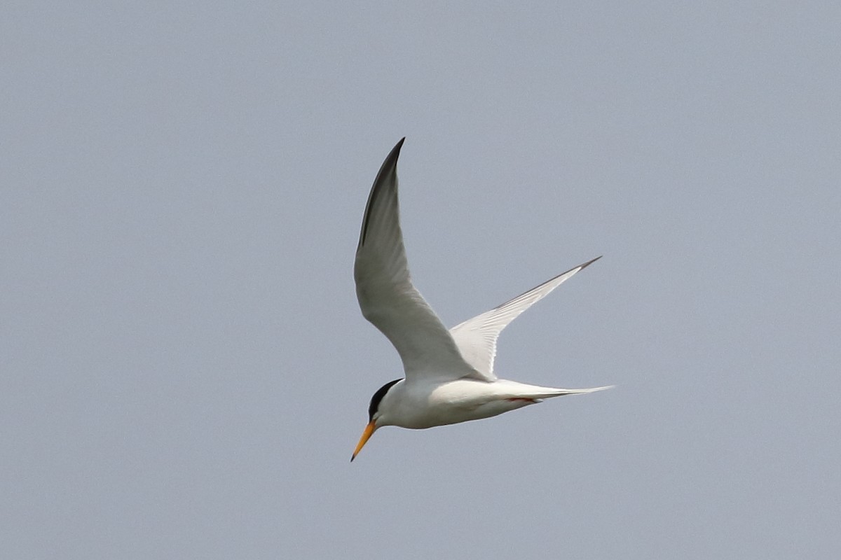 Little Tern - ML642899369