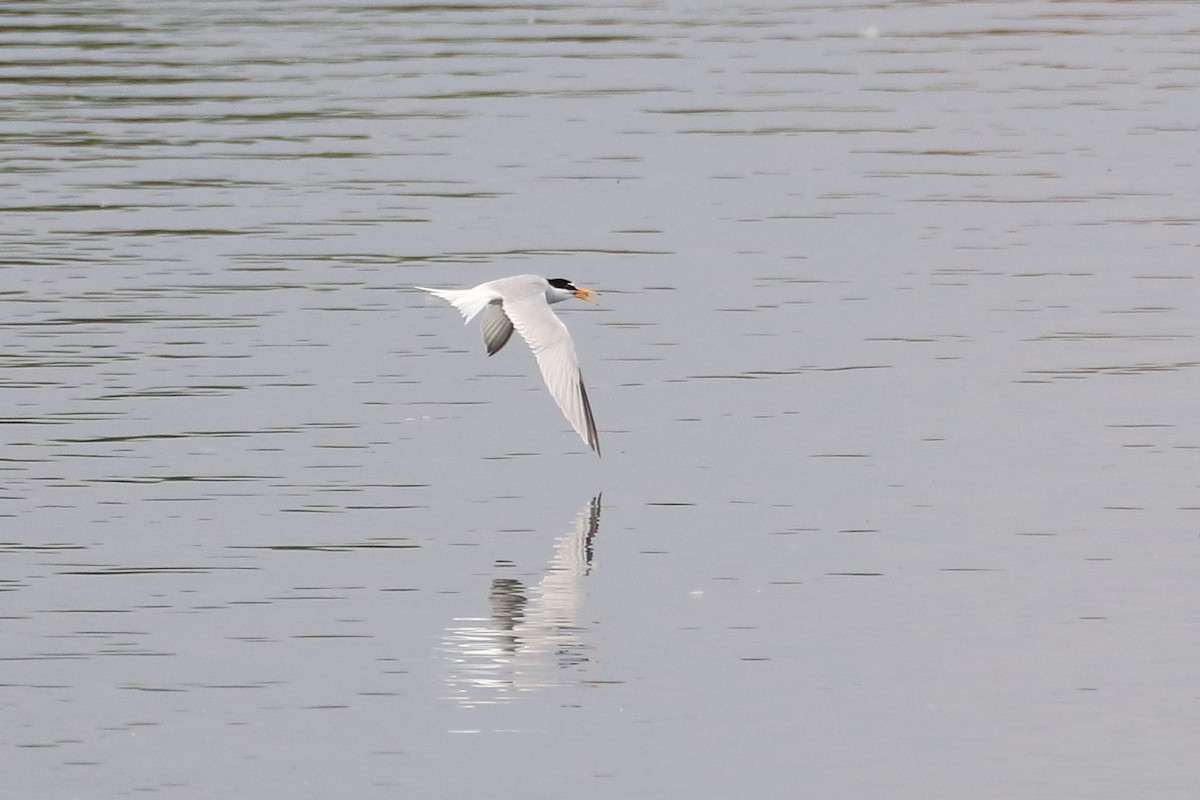 Little Tern - ML642899371