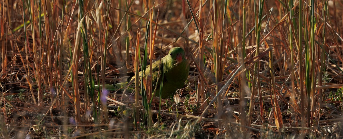 Red-winged Parrot - ML642899372
