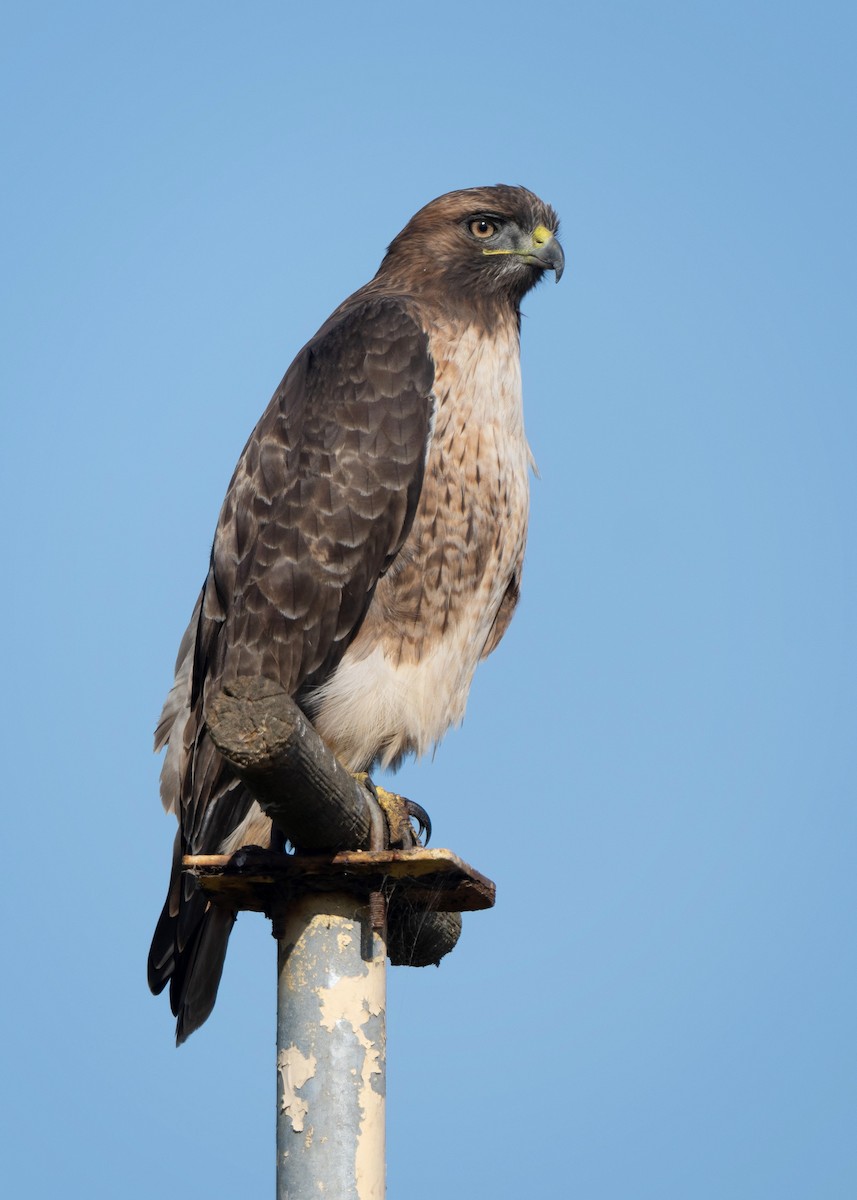 Red-tailed Hawk - ML642899383