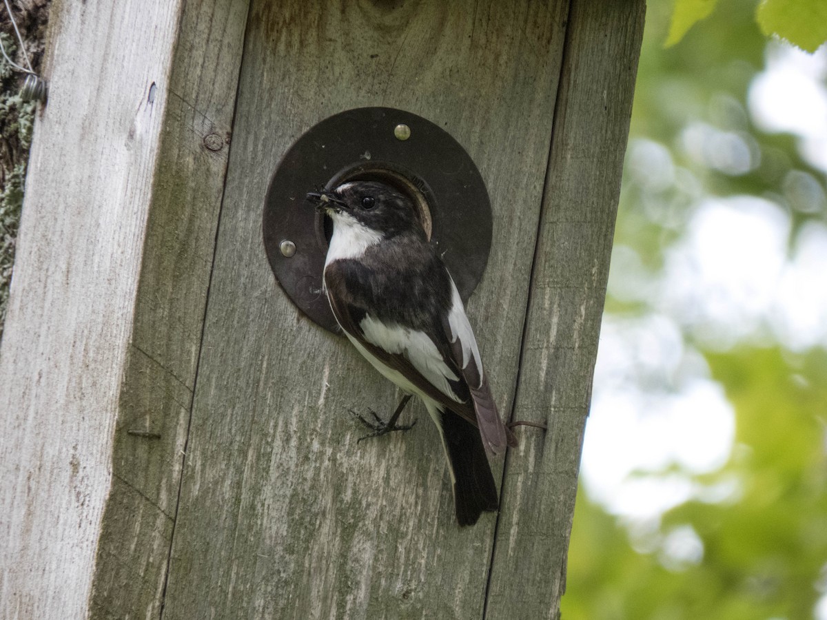 European Pied Flycatcher - ML642899385