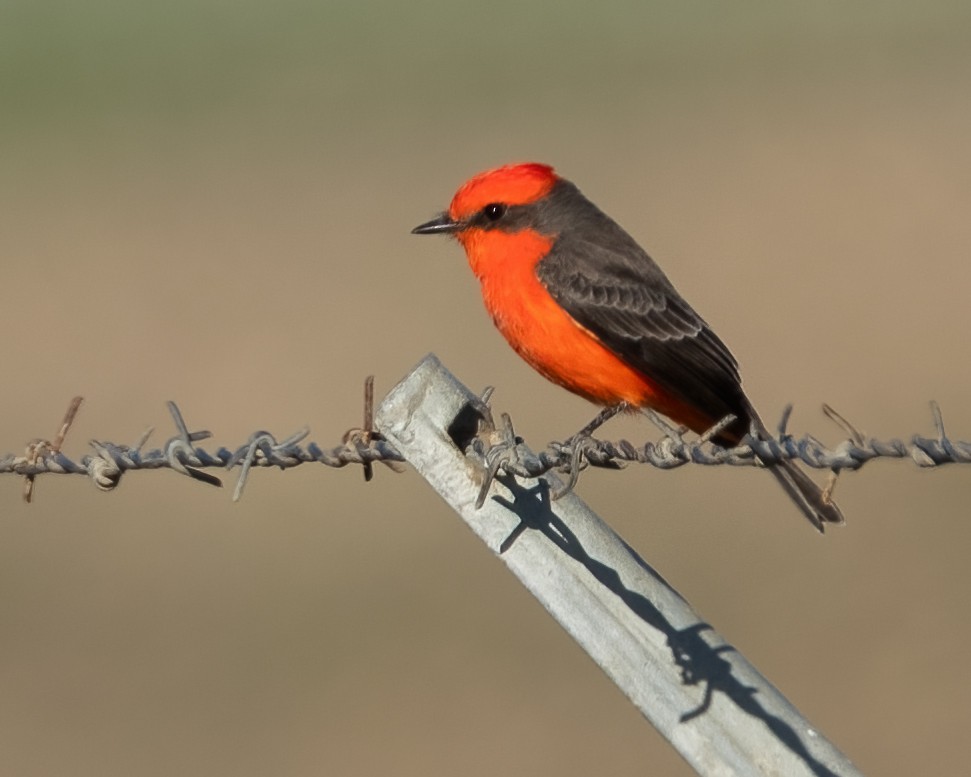 Vermilion Flycatcher - ML642899388
