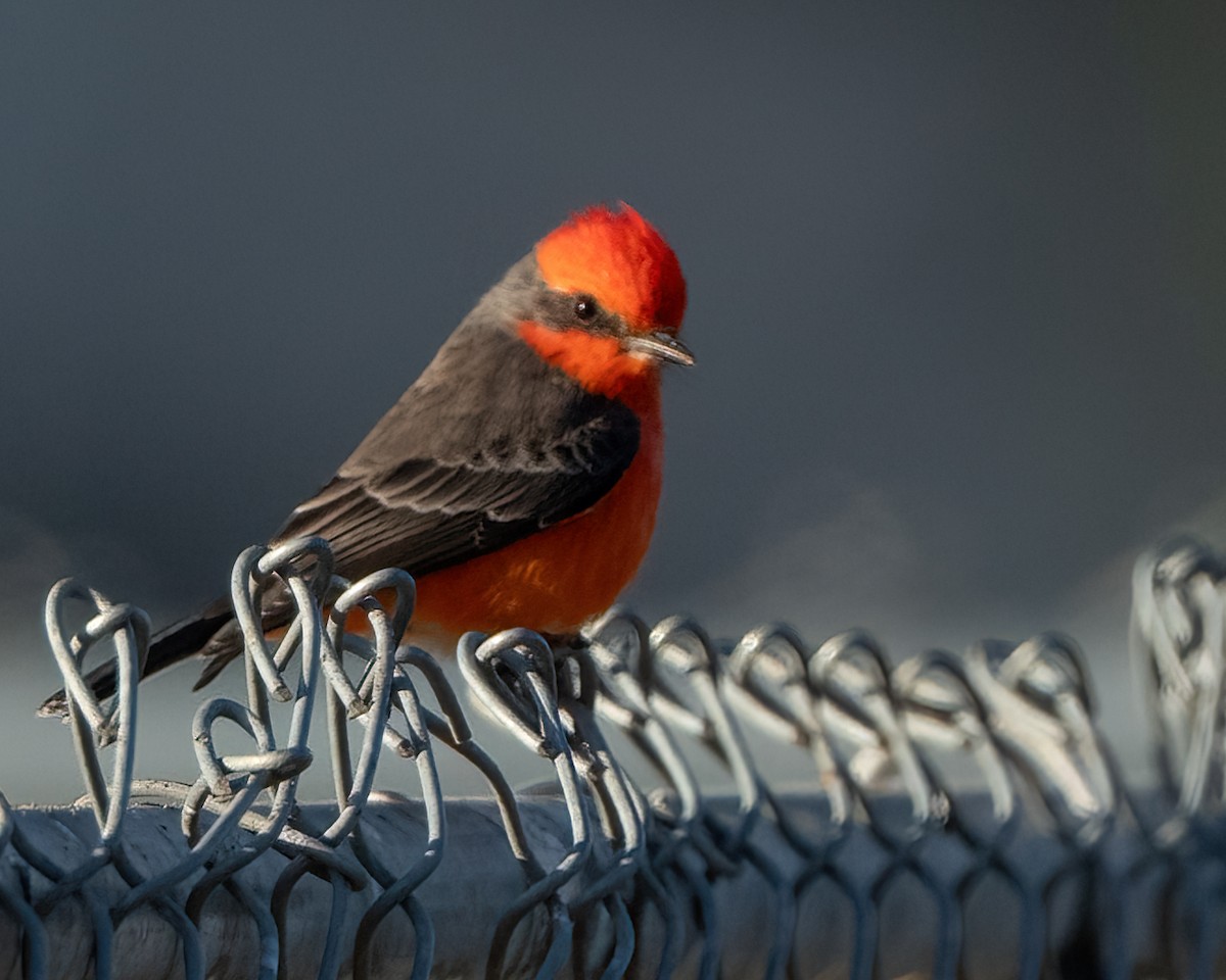 Vermilion Flycatcher - ML642899389