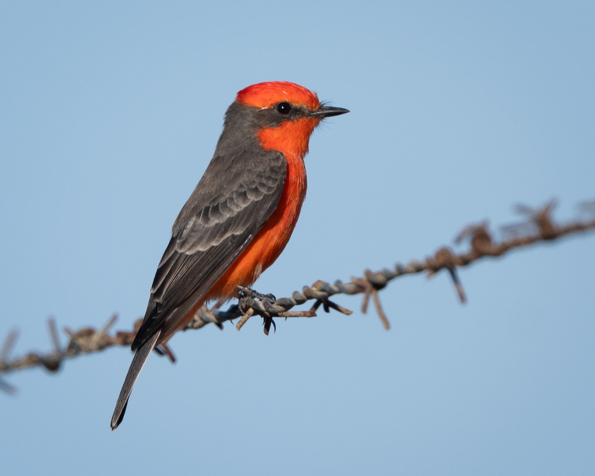 Vermilion Flycatcher - ML642899390