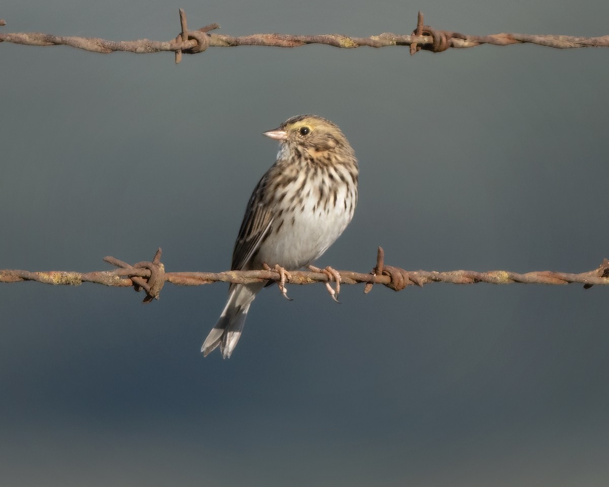 Savannah Sparrow - ML642899404