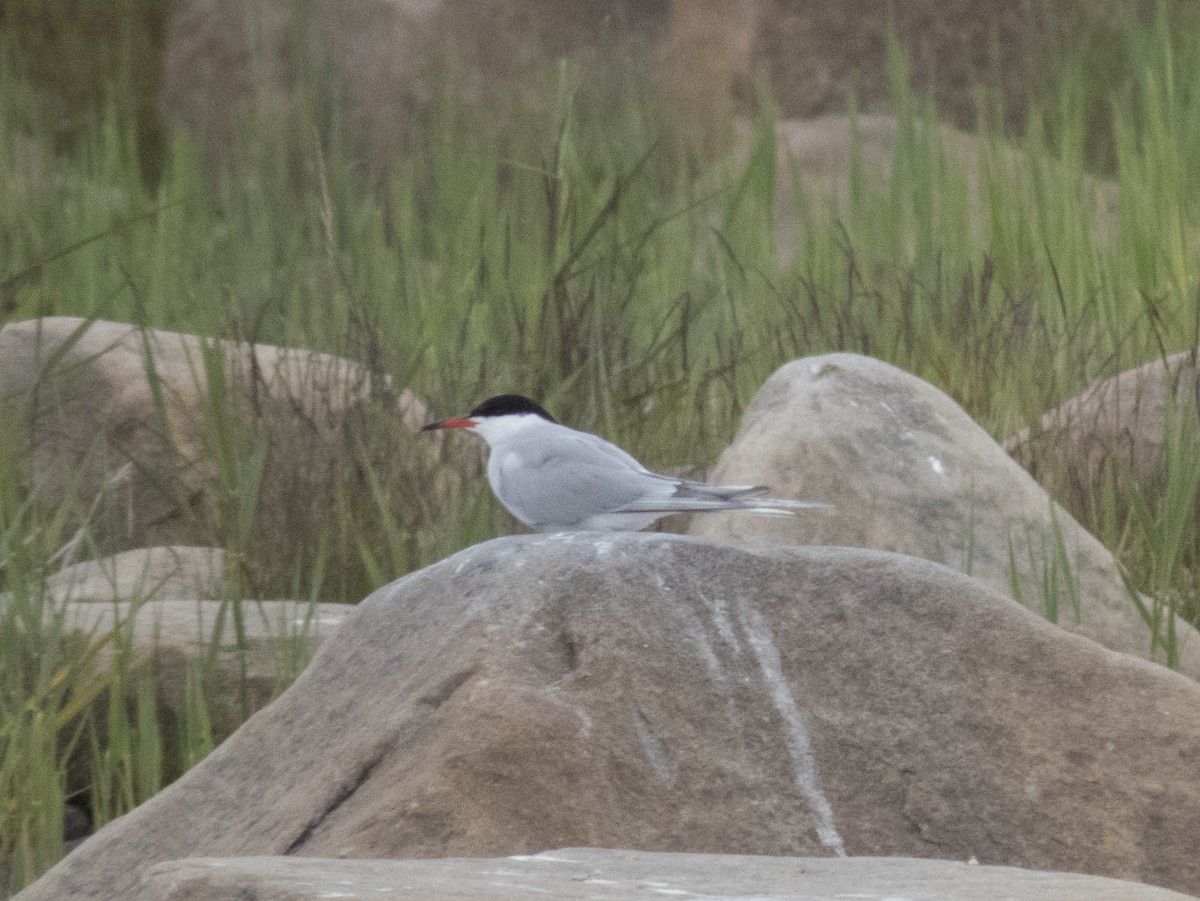 Common Tern - ML642899405