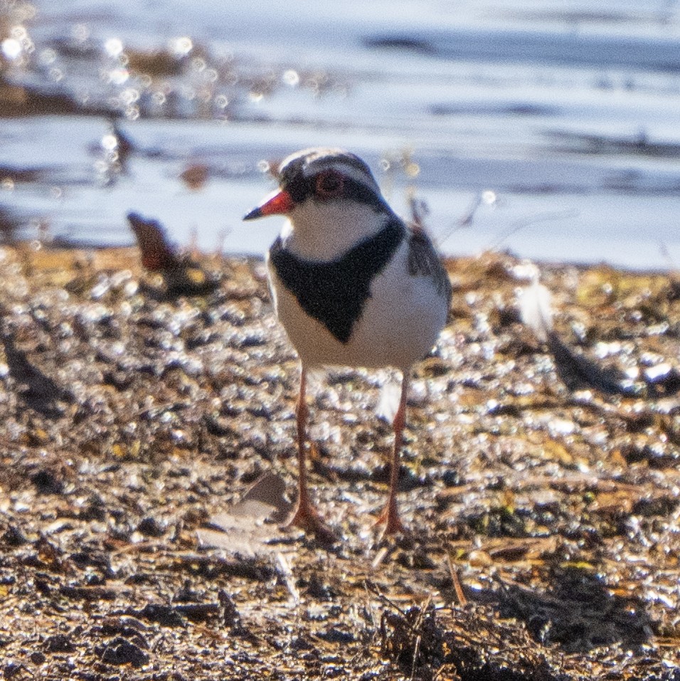 Black-fronted Dotterel - ML642899406