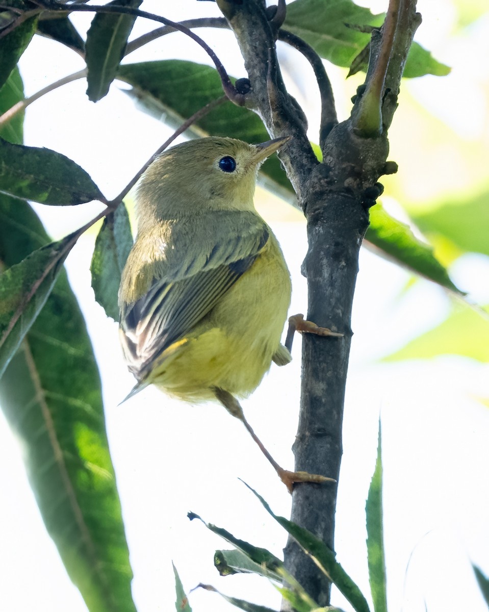 Yellow Warbler - ML642899407