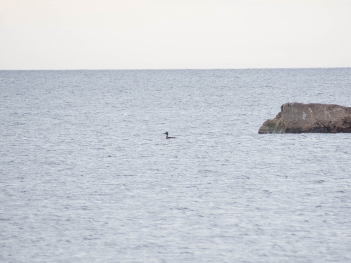 Red-breasted Merganser - ML642899409