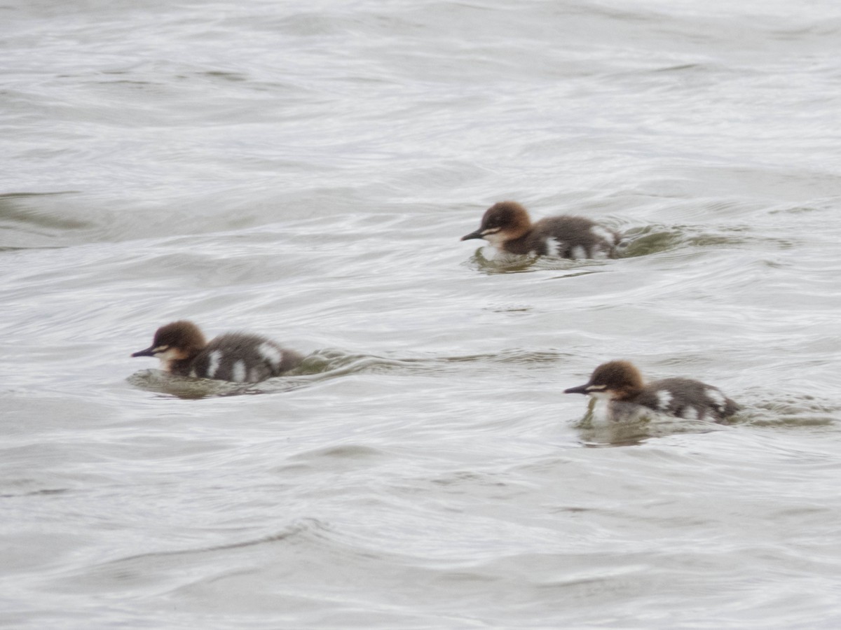 Common Merganser - ML642899411