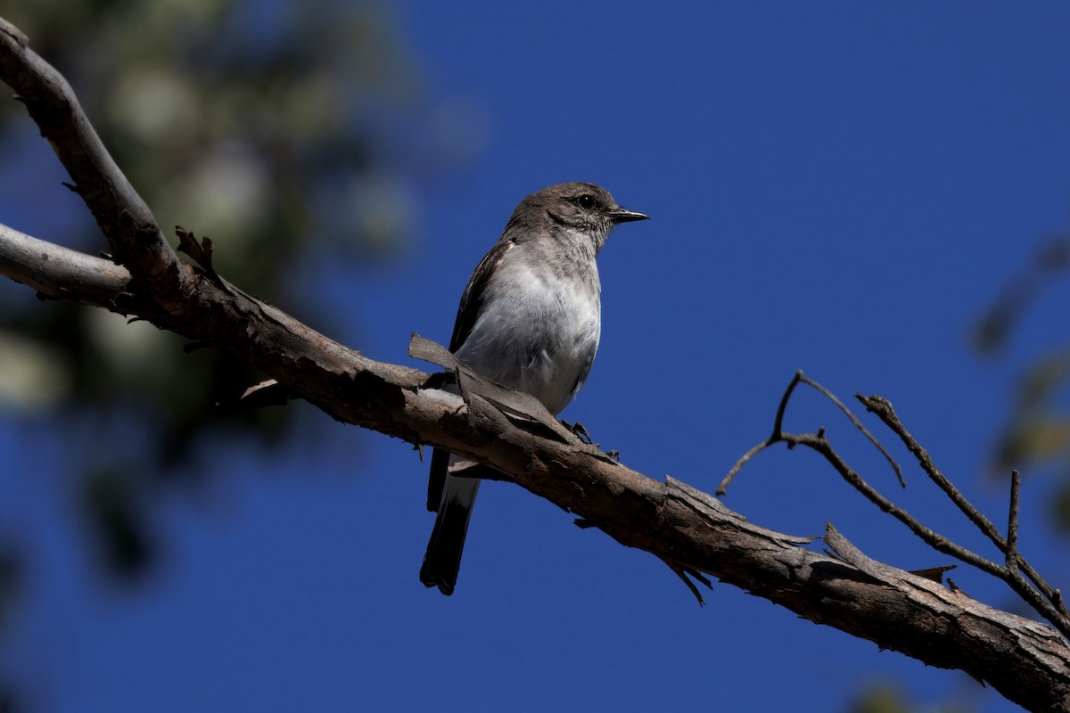 Hooded Robin - ML642899416