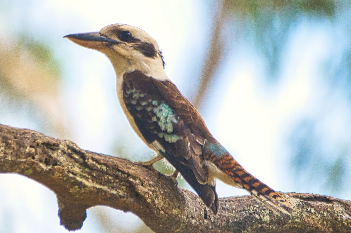Laughing Kookaburra - ML642899424