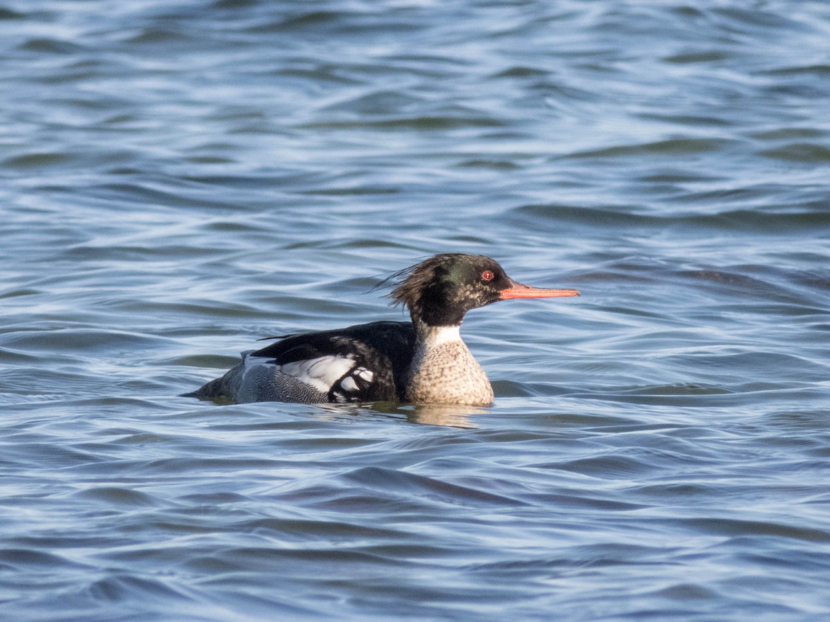 Red-breasted Merganser - ML642899434