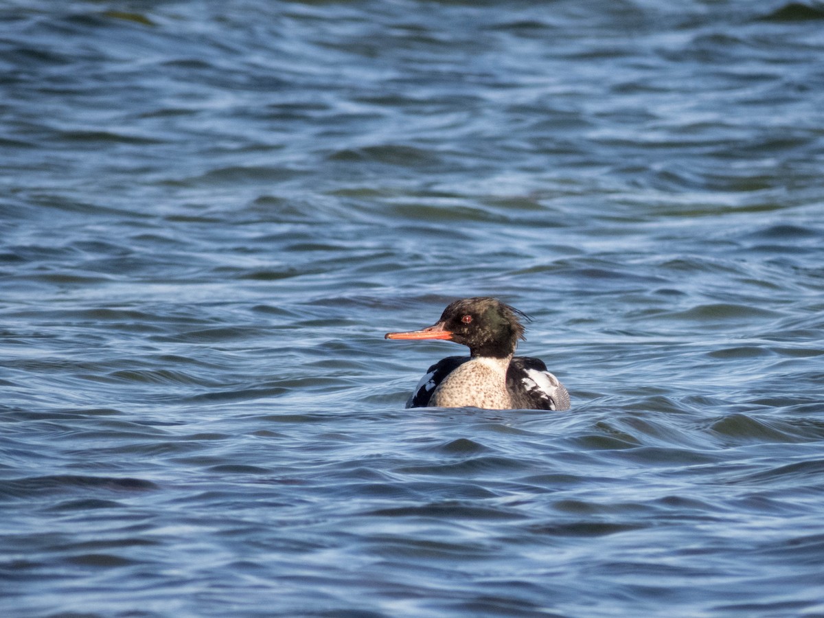 Red-breasted Merganser - ML642899435