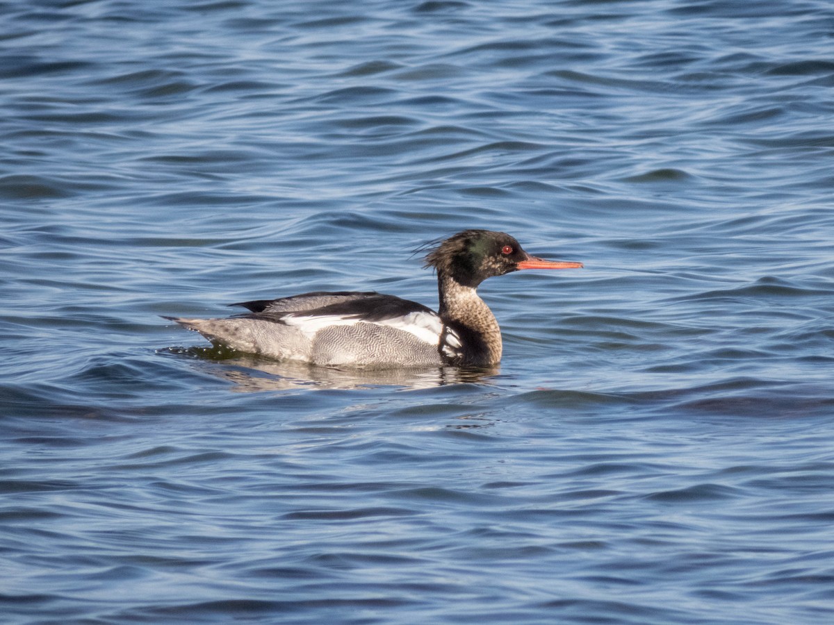 Red-breasted Merganser - ML642899437