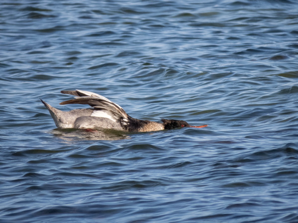 Red-breasted Merganser - ML642899438