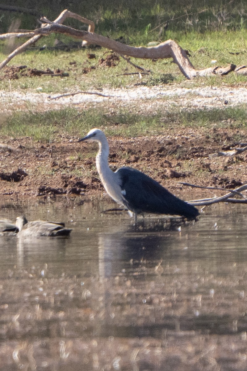 Pacific Heron - ML642899442