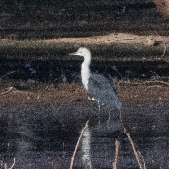 Pacific Heron - ML642899443