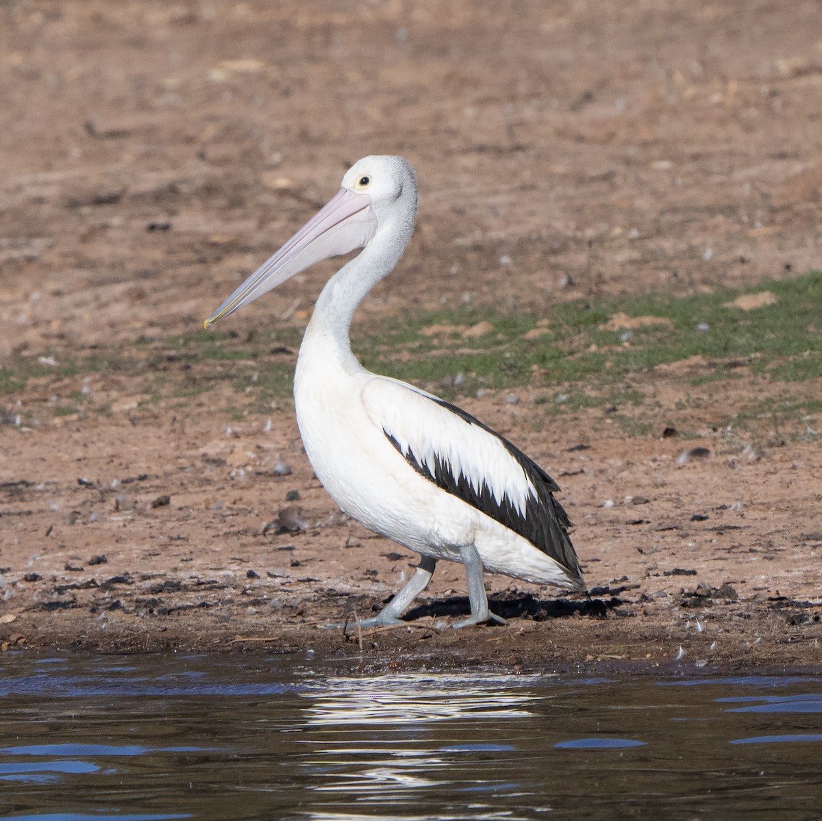 Australian Pelican - ML642899444
