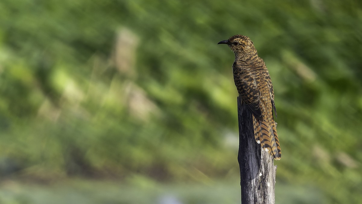 Plaintive Cuckoo - ML642899462