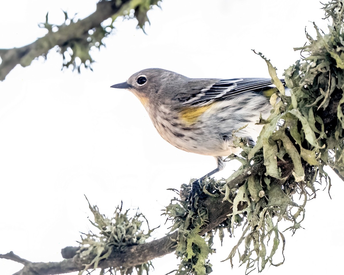 Yellow-rumped Warbler - ML642899468