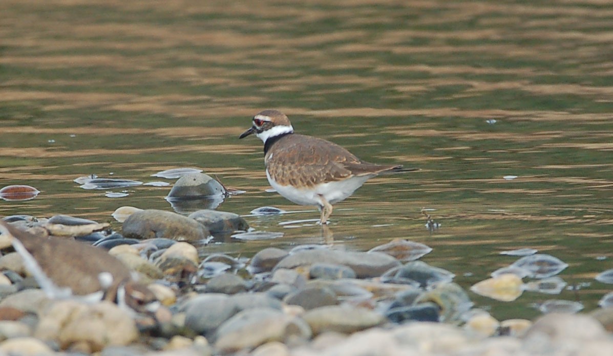 Killdeer - ML642899470