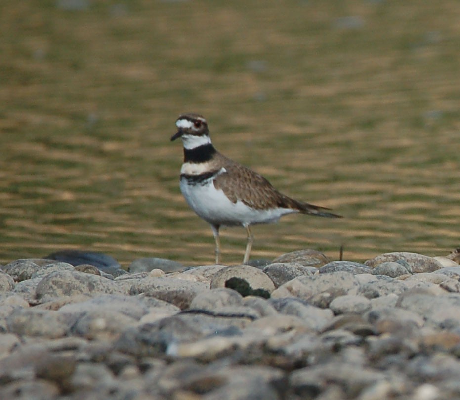 Killdeer - ML642899471
