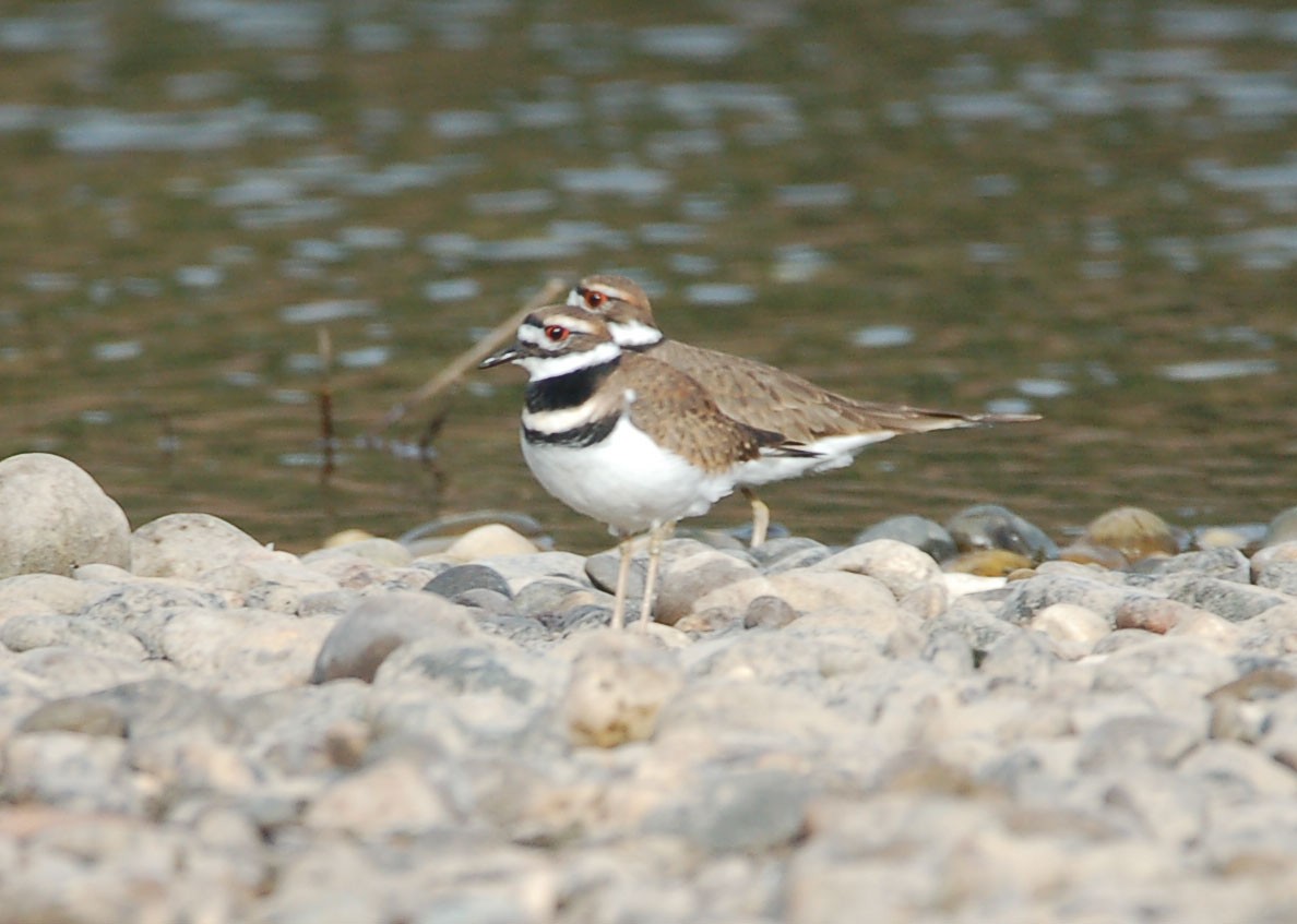 Killdeer - ML642899472