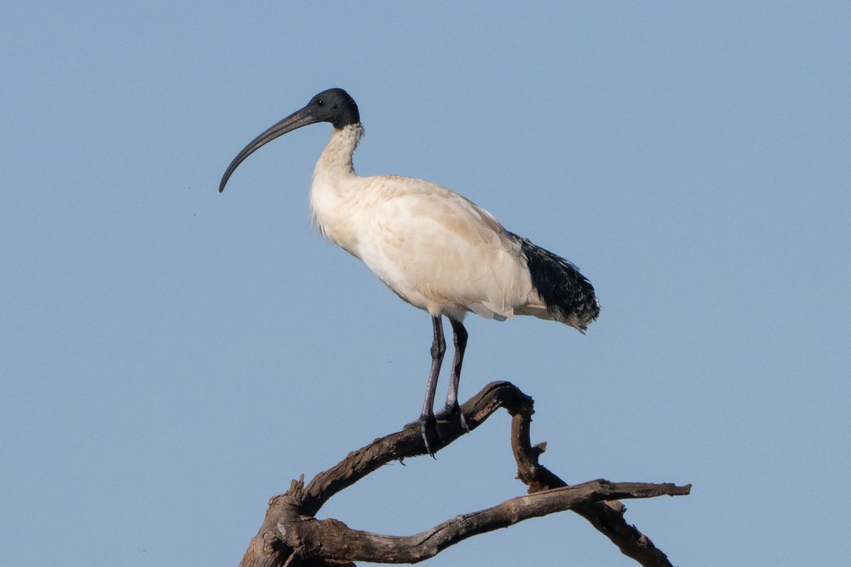 australibis - ML642899478