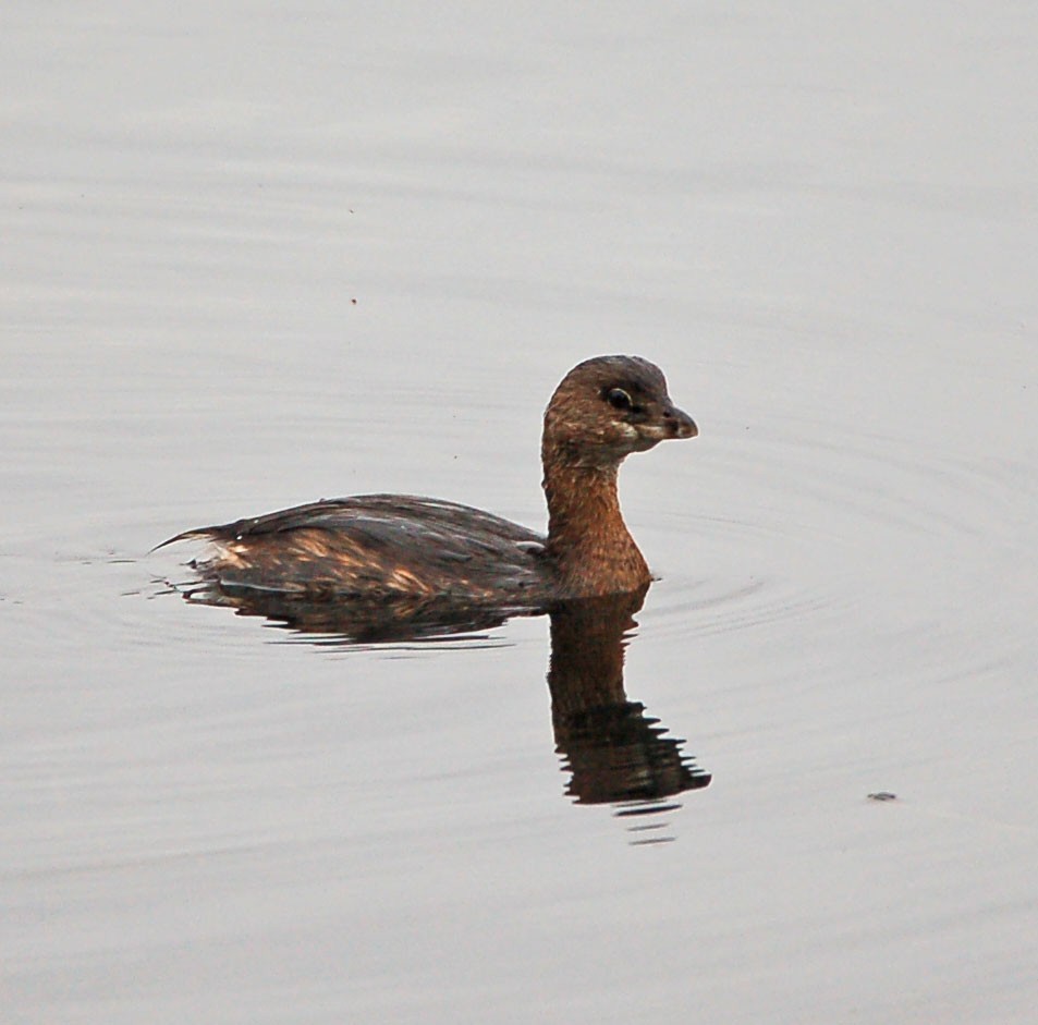 Pied-billed Grebe - ML642899481