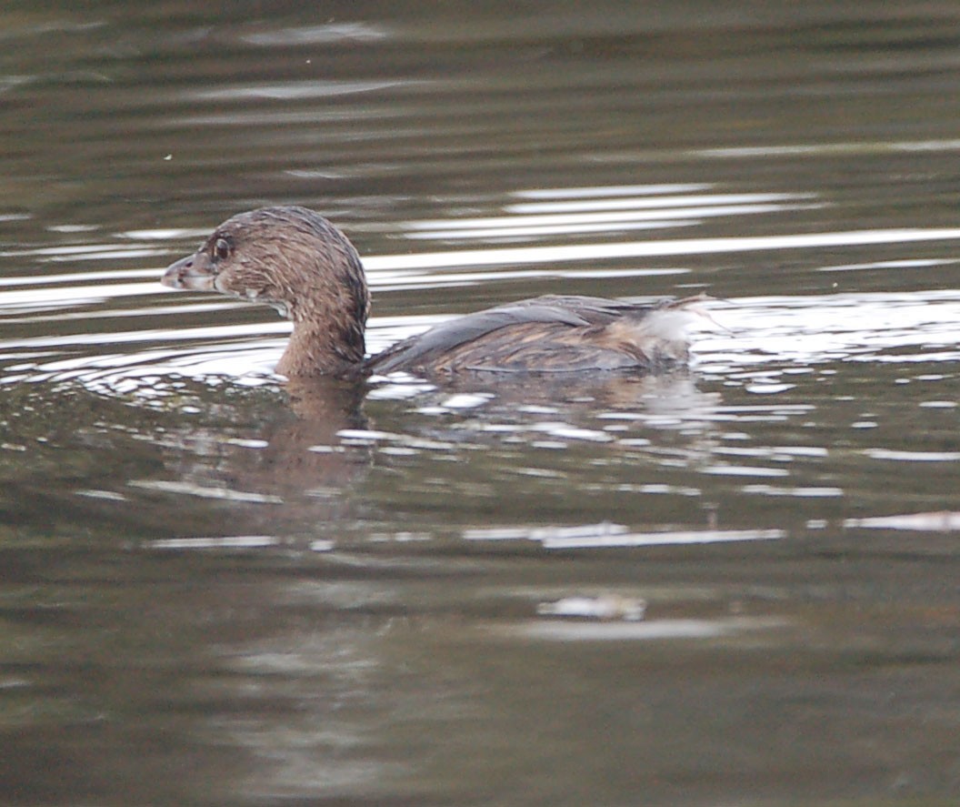 Pied-billed Grebe - ML642899482