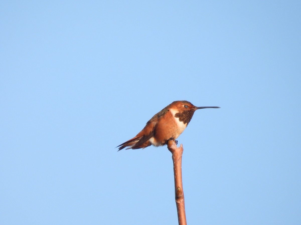 Allen's Hummingbird - ML642899483