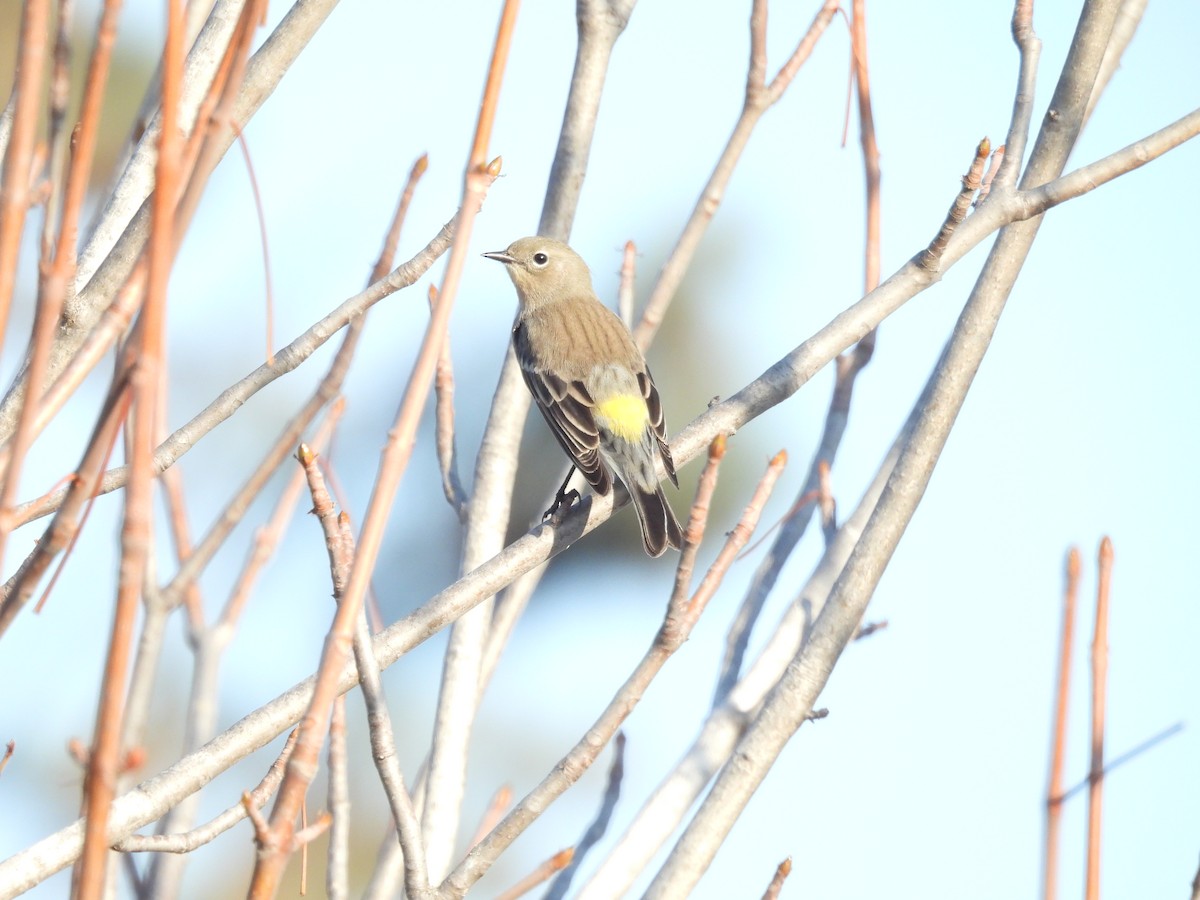 Anna's Hummingbird - ML642899490