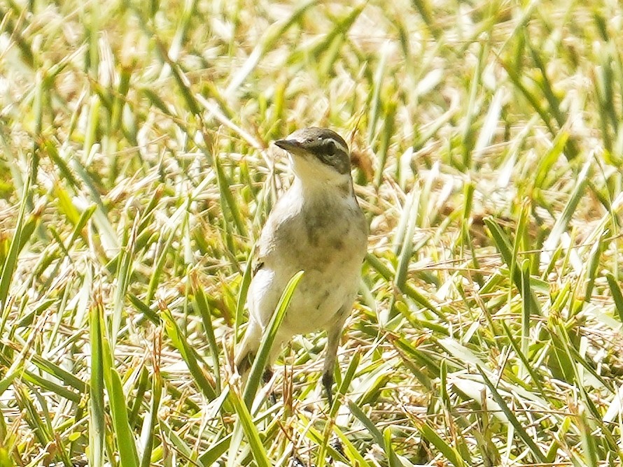 Eastern Yellow Wagtail - ML642899497