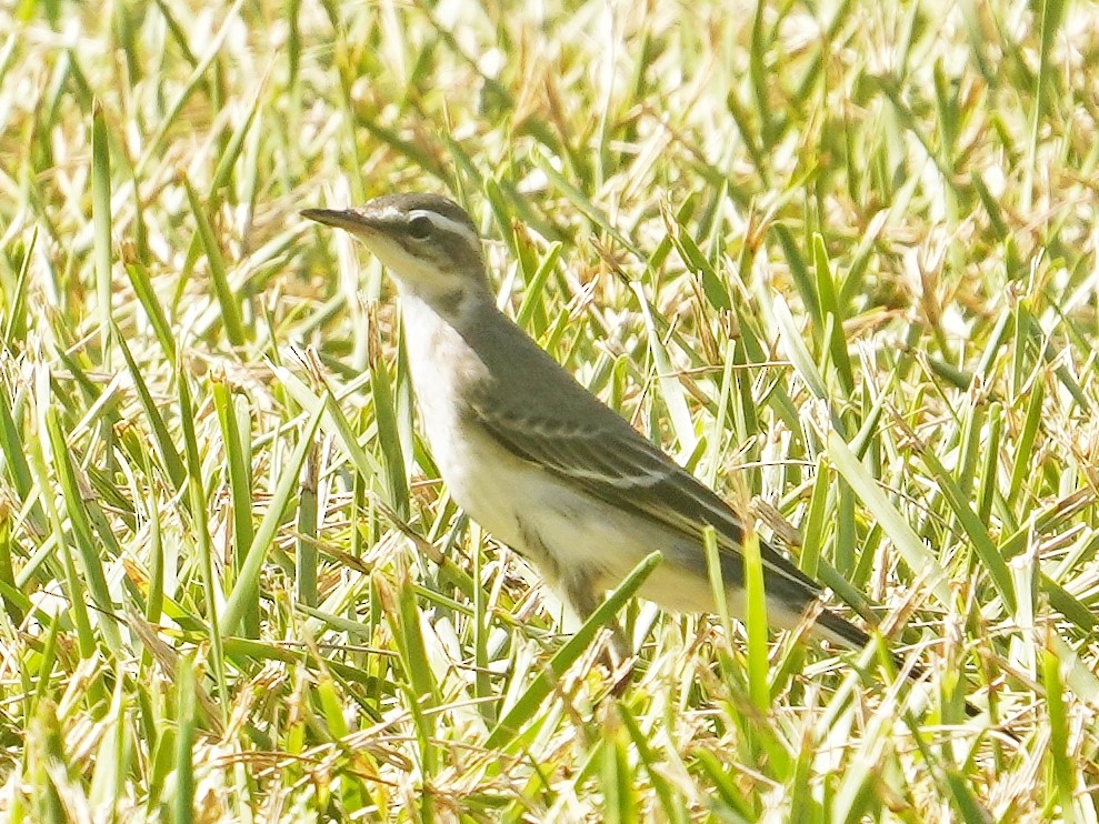 Eastern Yellow Wagtail - ML642899499