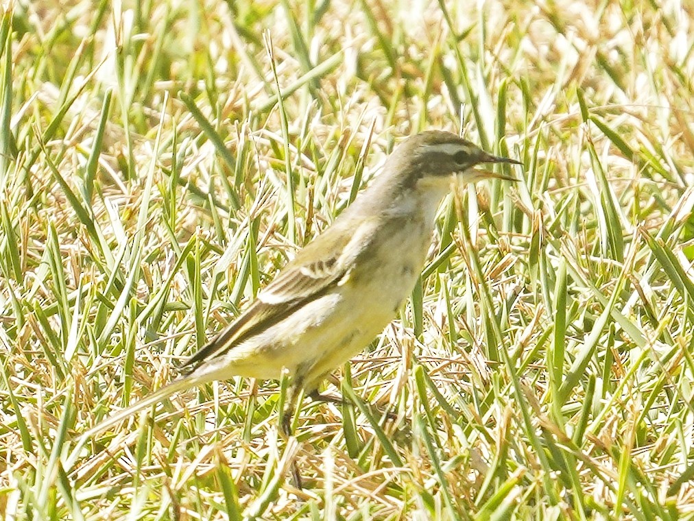 Eastern Yellow Wagtail - ML642899500