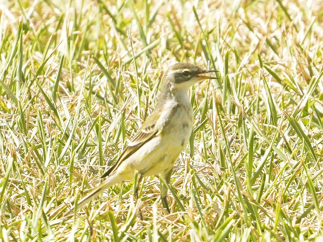 Eastern Yellow Wagtail - ML642899501