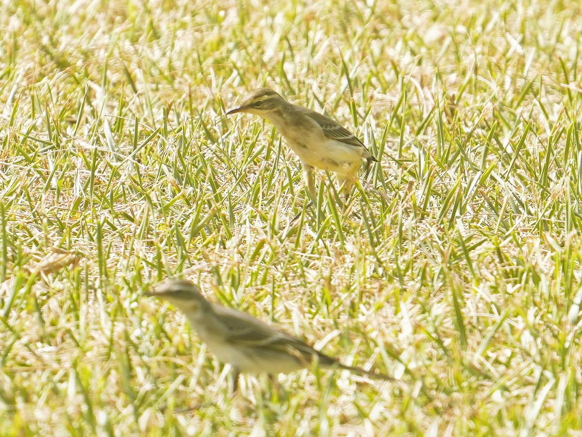 Eastern Yellow Wagtail - ML642899502