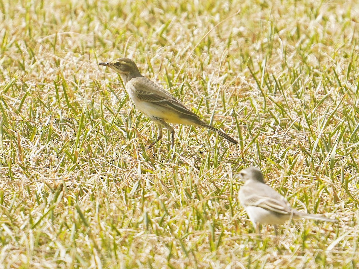 Eastern Yellow Wagtail - ML642899503
