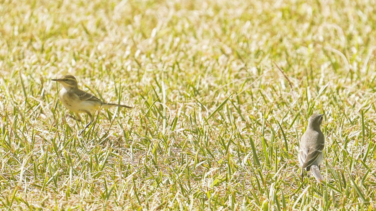 Eastern Yellow Wagtail - ML642899504