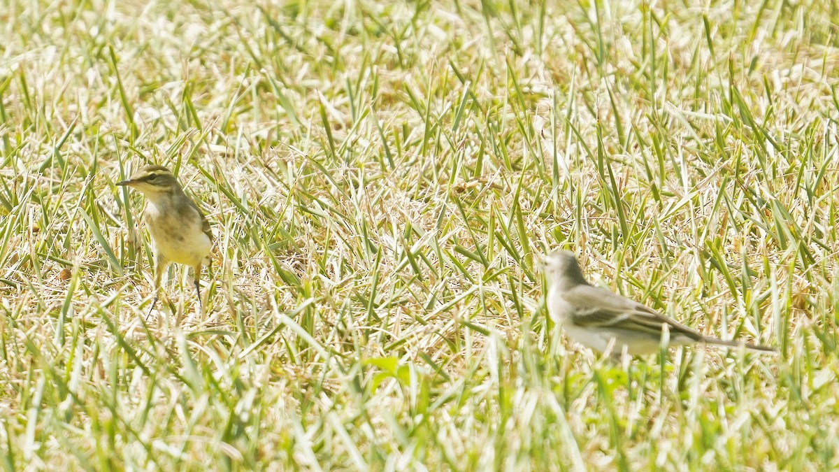 Eastern Yellow Wagtail - ML642899505