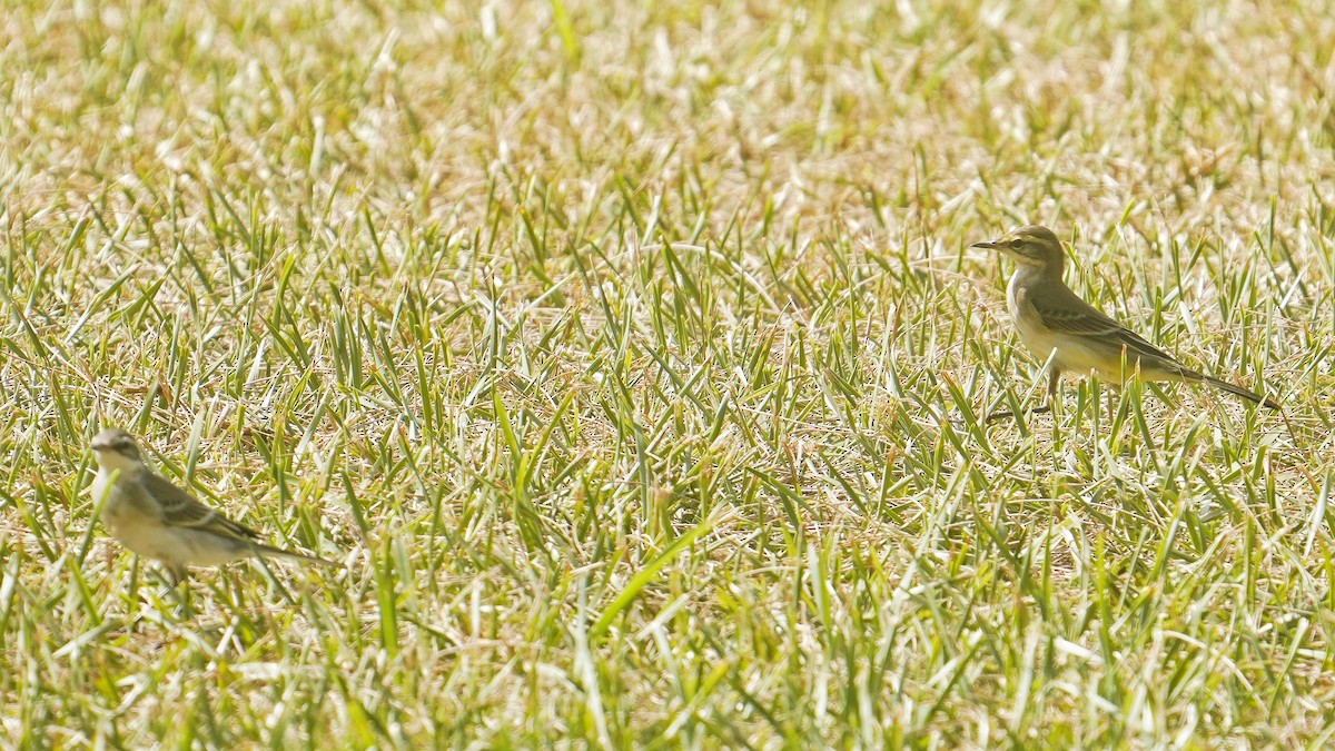 Eastern Yellow Wagtail - ML642899507