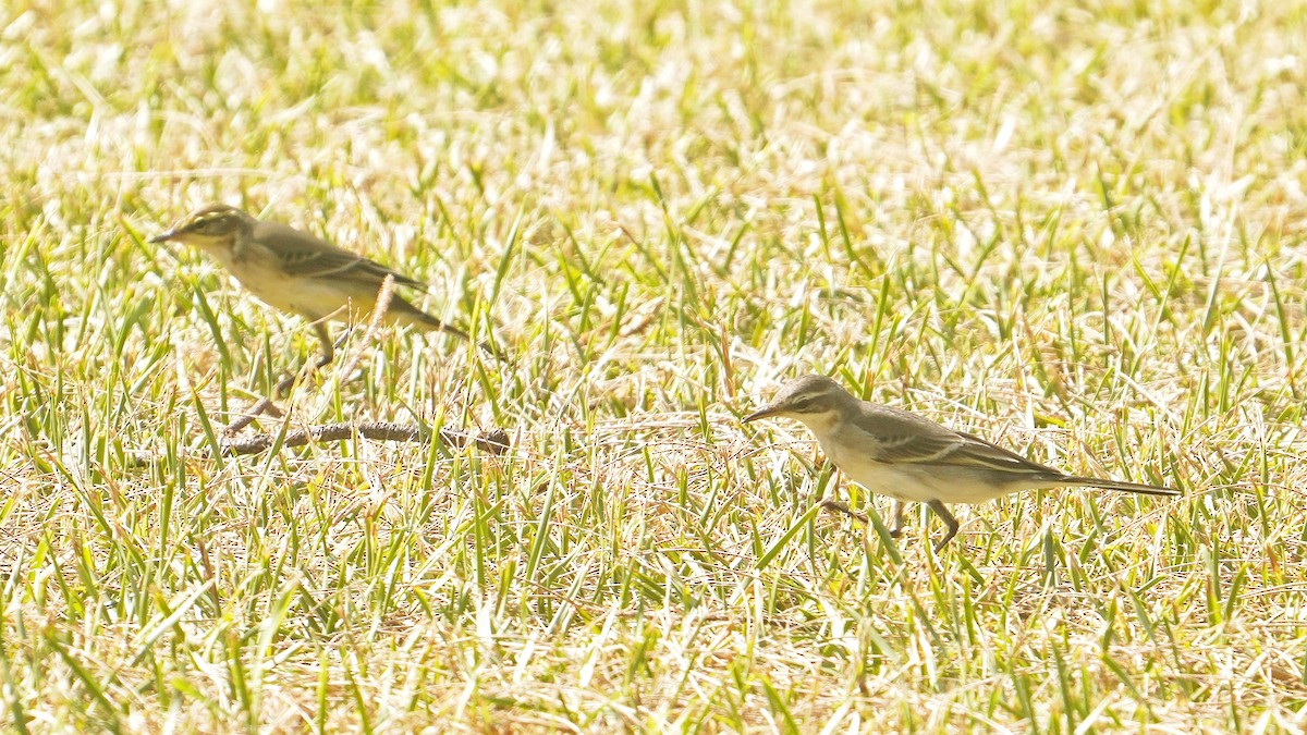 Eastern Yellow Wagtail - ML642899508
