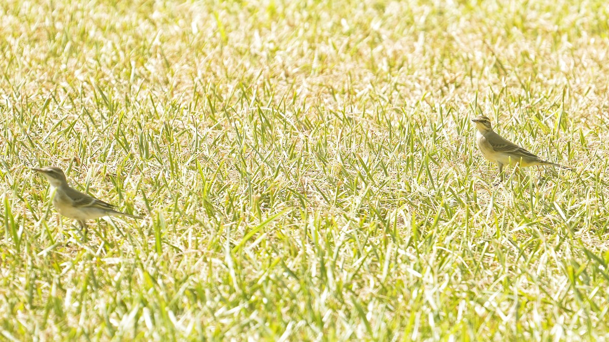 Eastern Yellow Wagtail - ML642899509