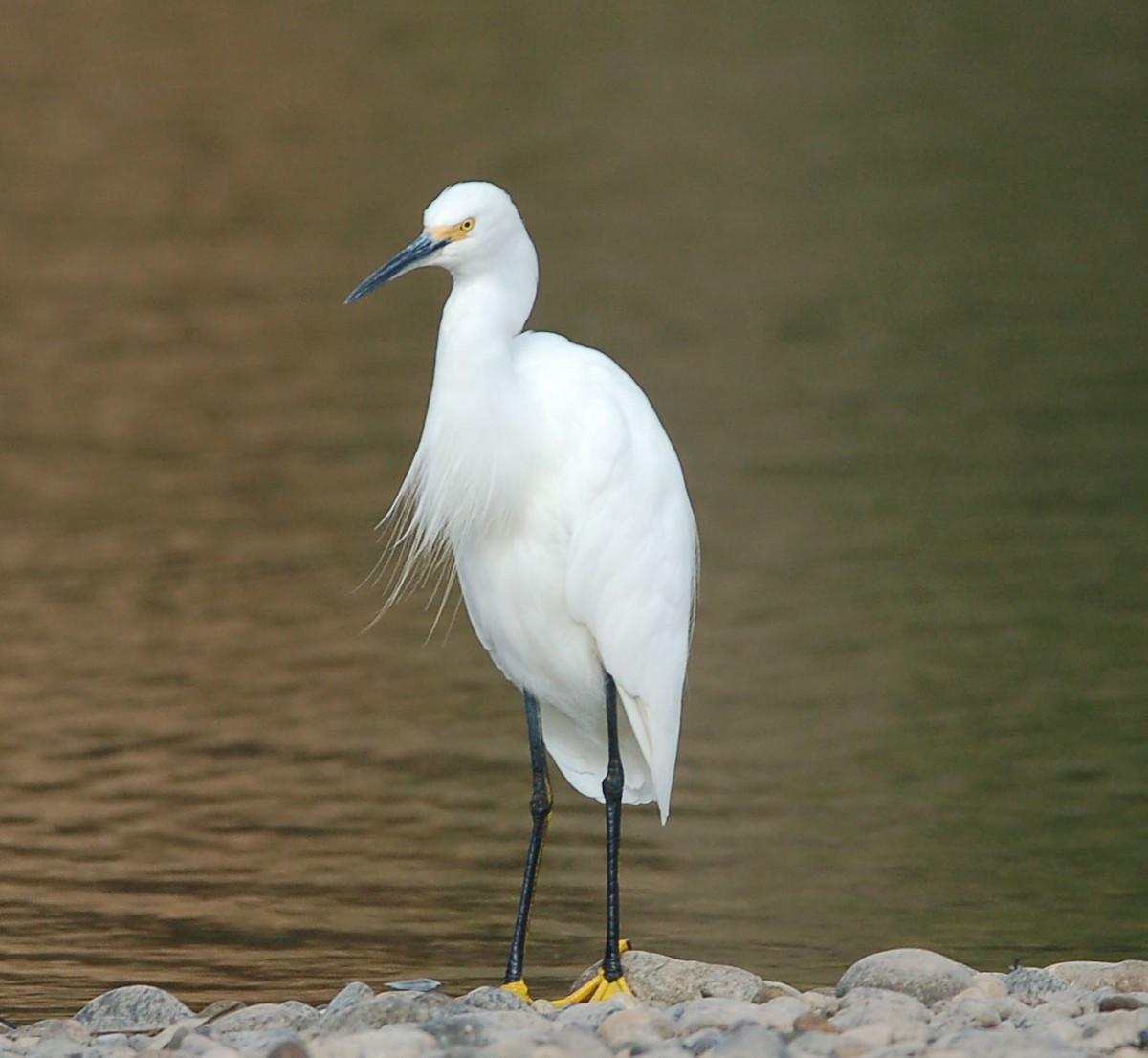 Snowy Egret - ML642899510