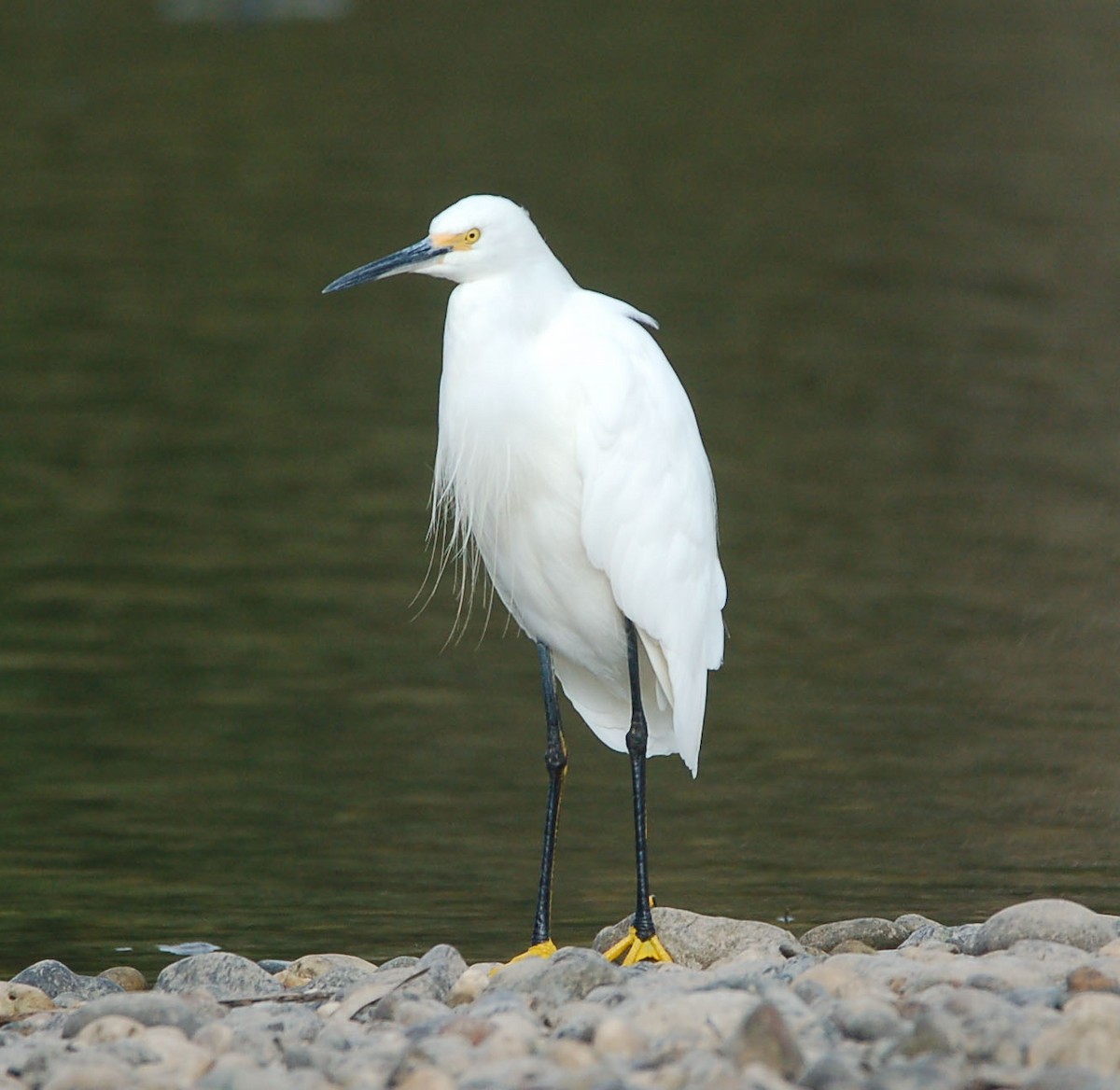 Snowy Egret - ML642899511