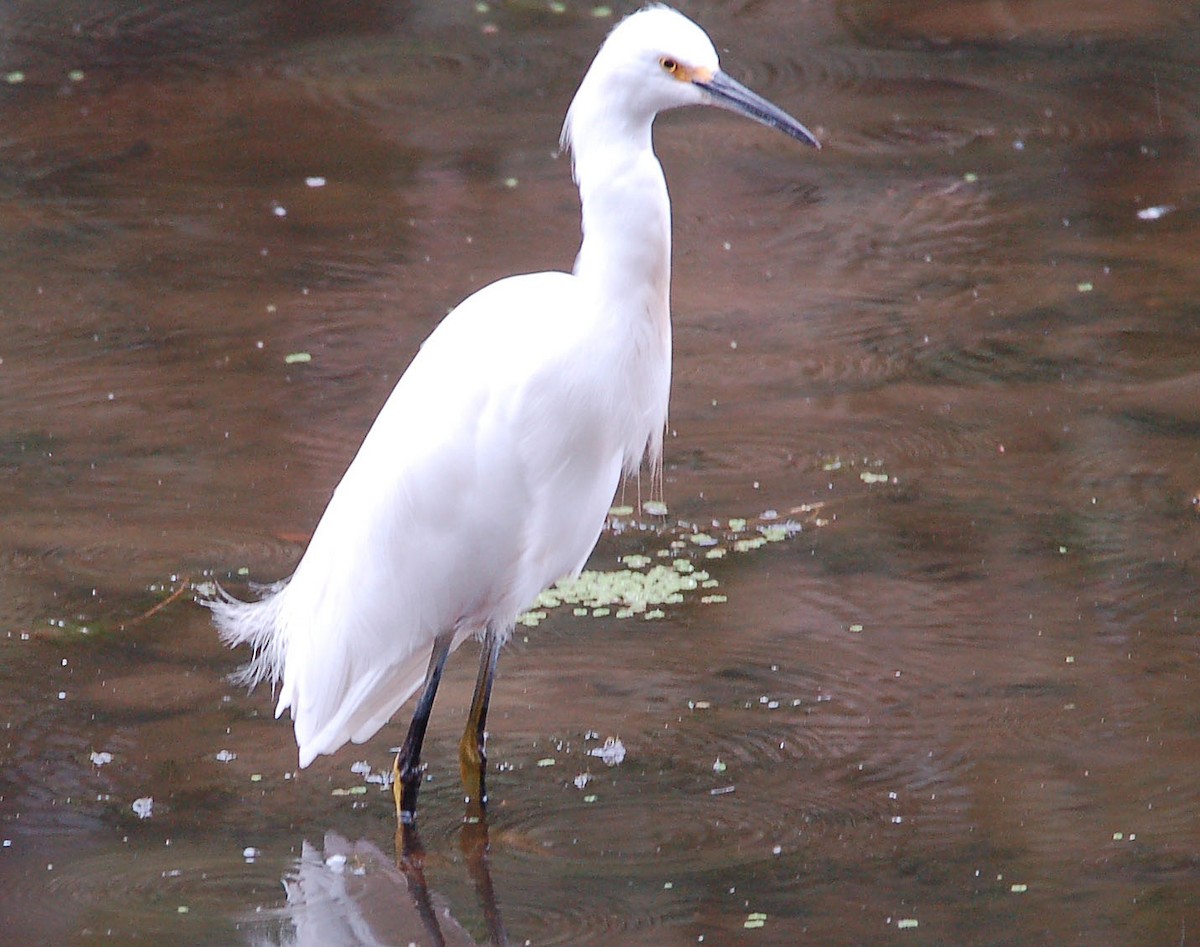 Snowy Egret - ML642899512