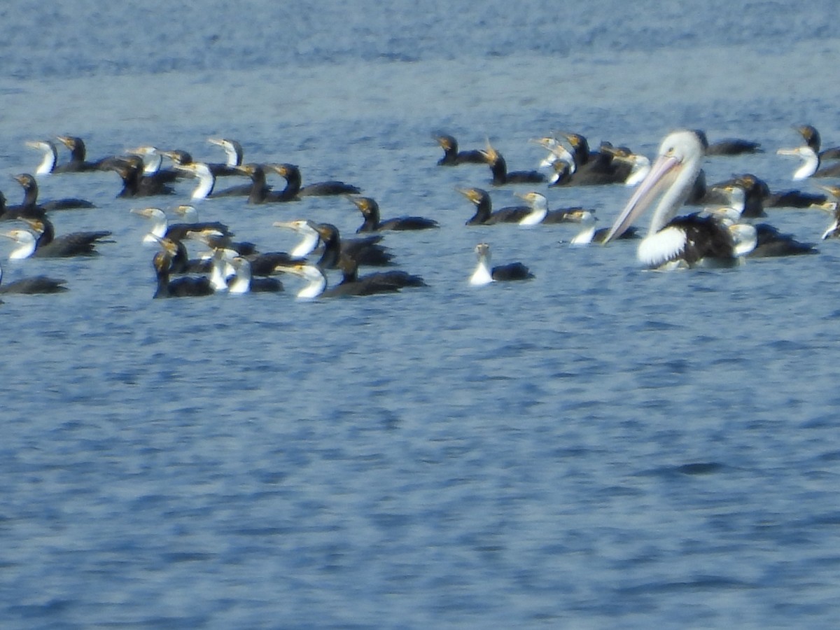 Pied Cormorant - ML642899513