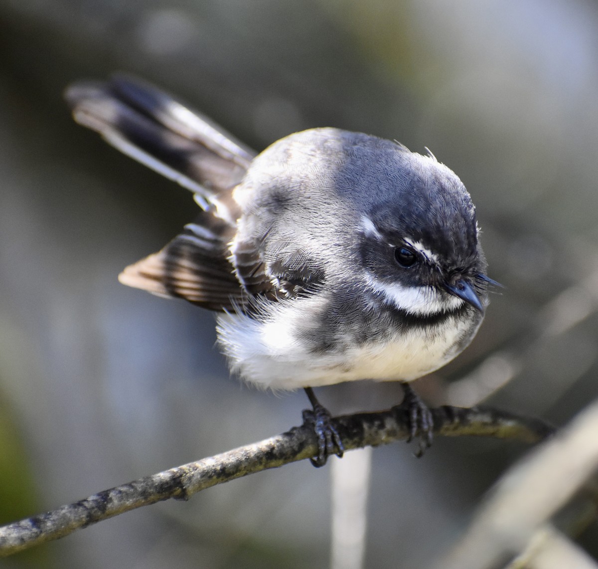 Gray Fantail - ML642899516
